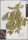Foto von Salix excelsa var. rodinii A. K. Skvortsov